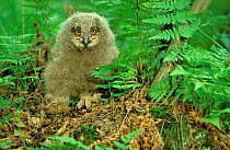 Eagle owl {Bubo bubo} chick on ground nest, Mazovia, Poland