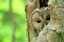 Ural owl {Strix uralensis} peeping out of nest hole, Roztocze NP. Poland