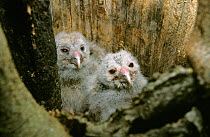 Ural owl {Strix uralensis} chicks in nest hollow, Roztocze NP, Poland