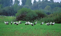 Flock of White storks {Ciconia ciconia} Podlasie, Poland.