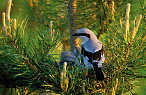 Great grey shrike {Lanius excubitor} on nest in pine tree, Podlasie, Poland.