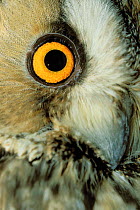 Close up of eye of Long-eared owl {Asio otus} Polan