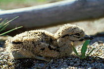 Stone curlew {Burhinus oedicnemus} chick, Podlasie, Poland