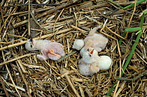 Marsh harrier {Circus aeruginosus} chicks in nest, Podlasie, Poland.