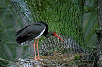 Black stork {Ciconia nigra} at nest, Poland