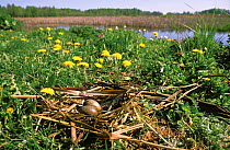 Eggs in nest of Black- headed gull {Chroicocephalus ridibundus} Podlasie, Poland