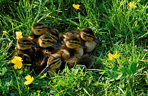 Mallard ducklings {Anas platyrhynchos} Podlasie, Poland