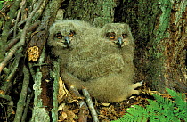 Eagle owl {Bubo bubo} chicks in nest, Poland