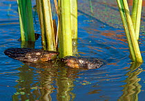 Two Desmans {Desmana moschata} swimming next to reeds, Bryansky Les Zapovednik,  Russia.