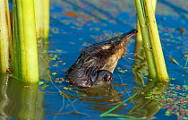 Desman {Desmana moschata} swimming next to reeds, Bryansky Les Zapovednik, Russia.
