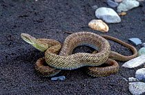 Four lined snake {Elaphe quadrivirgata} Kurilsky Zapovednik, Kunashir Island, Russia.