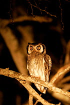 Southern white faced scops owl {Ptilopsus granti}, Okavango Delta, Botswana.