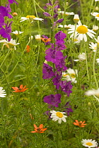 Mixed wild field flowers including Larkspur and Ox-eye daisy, Bulgaria.