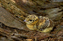 Capercailie chick {Tetrao urogallus} Poland