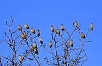 Bohemian waxwing flock {Bombycilla garrulous} in poplar tree, Mazovia, Poland