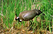 Crane {Grus grus} tends egg on nest Kozienicki Park, Mazovia, Poland