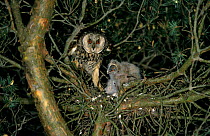 Long-eared owl {Asio otus} on nest with chicks, Mazovia, Poland