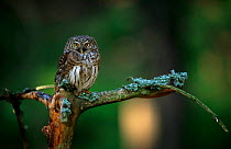 Eurasian Pygmy owl {Glaucidium passerinum} Stolowe Mountain NP. Poland.