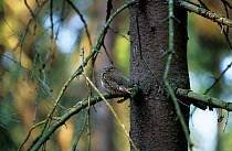 Eurasian Pygmy owl {Glaucidium passerinum} Stolowe Mountain NP, Poland.