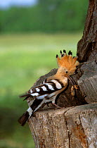 Hoopoe {Upupa epops} at nest hole with insect prey, Podlasie, Poland