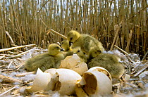 Greylag goose {Anser anser} newly hatched chicks on nest, Poland