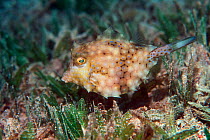 Humpback turretfish / Thornback trunkfish {Tetrasomus gibbosus}, Red Sea, Egypt.