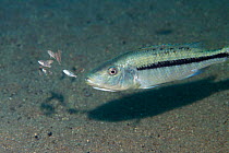 Cichlid {Dimidiochromis kwinge}, female releasing brood from mouth, Lake Malawi, Malawi.