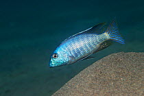 Cichlid fish {Lephthrhinops microstoma} male on 'lek', Lake Malawi, Malawi.