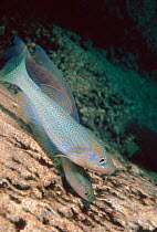 Killifish {Lamprichthys tanganicanus} pair spawning on rocks, Lake Tanganyika, Burundi.