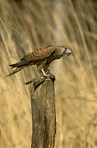 Kestrel {Falco tinnunculus} with bird prey, Podlasie, Poland
