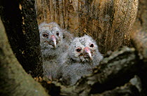 Ural owl chicks {Strix uralensis} in tree hollow nest, Polesie, Poland
