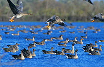 Flock of Bean geese on water {Anser fabalis} Poland.