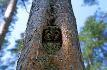Tengmalm's owl {Aegolius funereus} looking out of nest hole, Polesie Lubelskie, Poland.