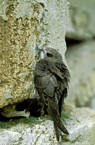 Swift {Apus apus} sitting on rock wall, Poland.