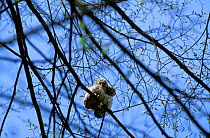 Tawny owl {Strix aluco} chicks perched in tree, Polesie Lubelskie, Poland
