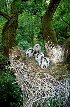 Black stork {Ciconia nigra} chicks in nest, Podlasie, Poland.