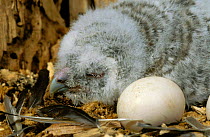 Tawny owl {Strix aluco} chick + egg in nest, Polesie Lubelskie, Poland