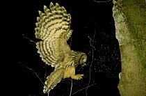 Ural owl brings mouse prey to nest hole {Strix uralensis} Polesie, Poland