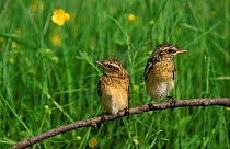 Two Whinchat chicks perched {Saxicola ruberta} Podlasie, Poland.