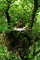 Honey buzzard {Pernis apivorus} at nest with chicks Podlasie, Poland.