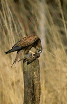Kestrel {Falco tinnunculus} eating bird prey, Podlasie, Poland