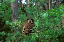 Tengmalm's owl {Aegolius funereus} chick perched, Polesie Lubelskie, Poland.