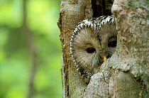 Ural owl {Strix uralensis} looking out of nest hole, Polesie, Poland.