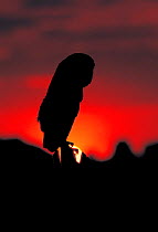 Barn owl {Tyto alba} silhouette at sunset, Poland.