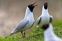 Black-headed gulls {Chroicocephalus ridibundus} calling in nesting colony, Poland.