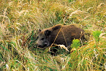 Wild boar in grassland {Sus scrofa} Poland