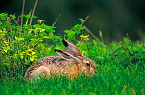 European / Brown hare {Lepus europaeus} Mazovia, Poland.