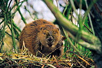 Eurasian Beaver {Castor fiber} feeding on lodge, Mazovia, Poland.