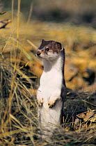 Stoat standing and looking around while hunting {Mustela erminea} Poland.