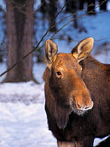 Moose {Alces alces} in snow, Mazury, Poland.